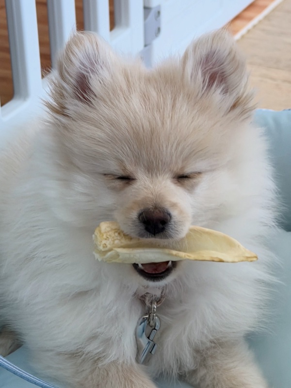 Yoshi, Izac’s fluffy cream-coloured puppy, holding a chew between its teeth.
